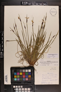 Sisyrinchium montanum image