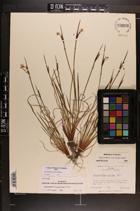 Sisyrinchium mucronatum image