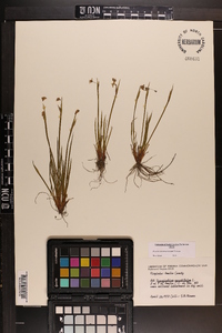 Sisyrinchium mucronatum image