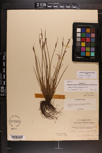 Sisyrinchium mucronatum image