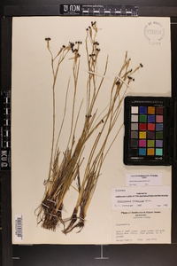 Sisyrinchium miamiense image