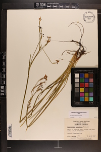 Sisyrinchium miamiense image