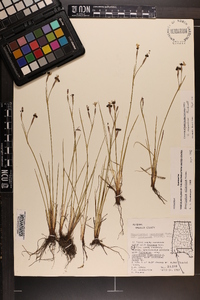 Sisyrinchium miamiense image