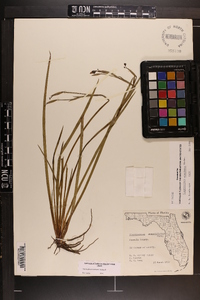 Sisyrinchium atlanticum image