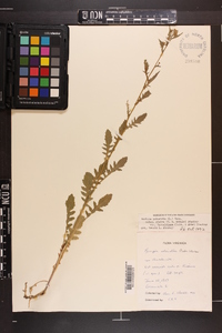 Rorippa palustris subsp. fernaldiana image