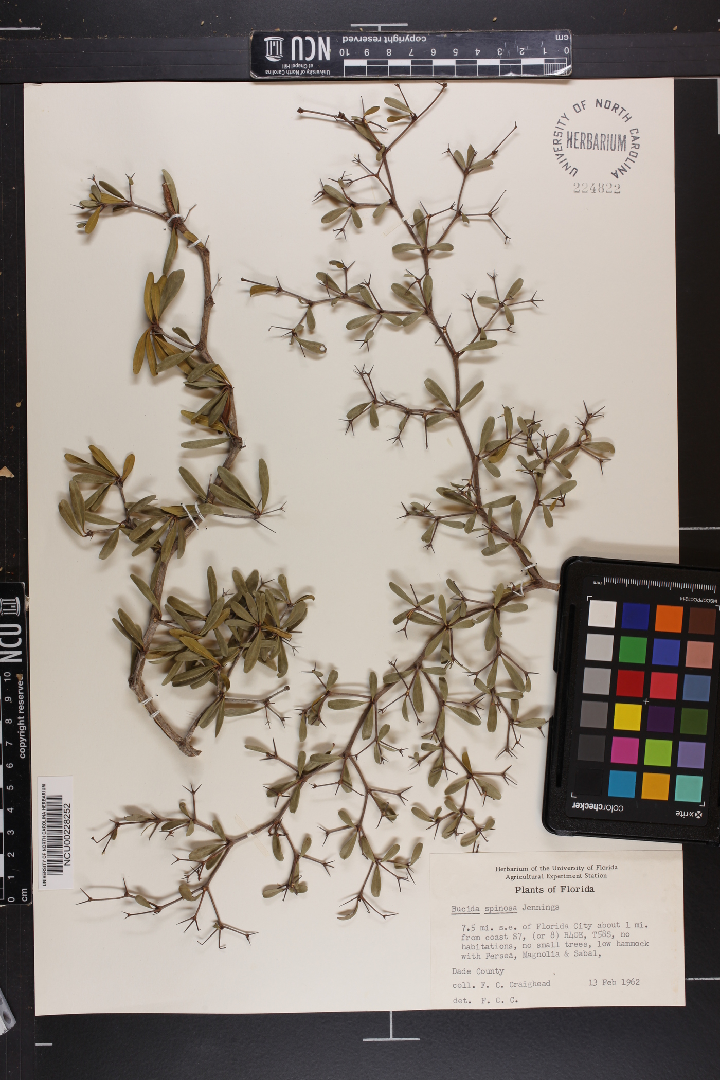 Bucida spinosa image