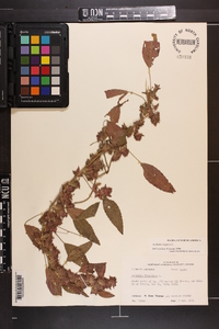 Acalypha virginica image