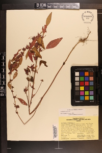 Acalypha virginica image