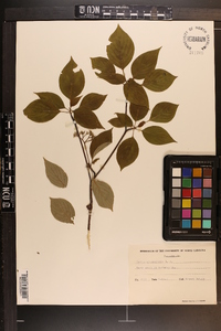 Cornus alternifolia image