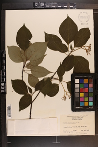 Cornus alternifolia image