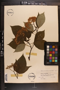 Cornus alternifolia image