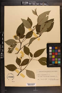 Cornus alternifolia image