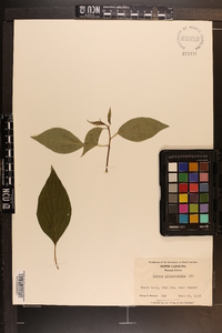 Cornus alternifolia image