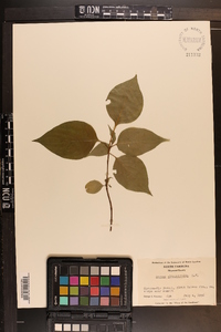 Cornus alternifolia image