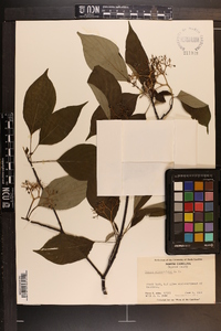 Cornus alternifolia image