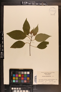 Cornus alternifolia image