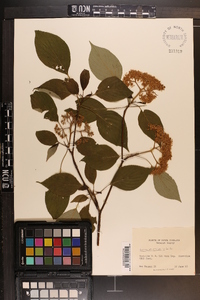 Cornus alternifolia image