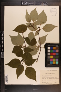 Cornus alternifolia image