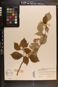 Cornus alternifolia image