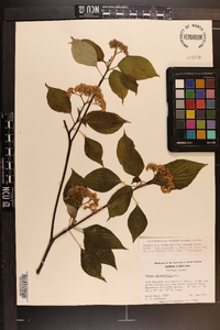 Cornus alternifolia image