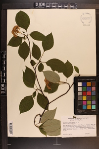 Cornus alternifolia image