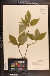 Cornus alternifolia image