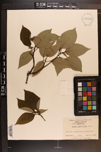 Cornus alternifolia image