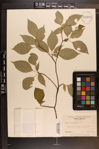 Cornus alternifolia image