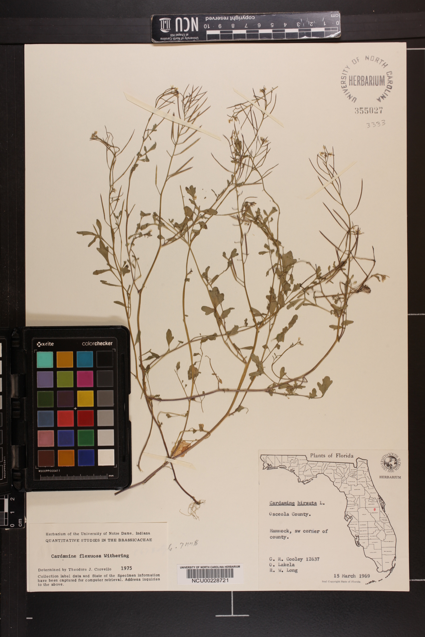 Cardamine flexuosa image