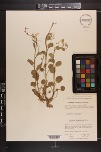 Cardamine rotundifolia image