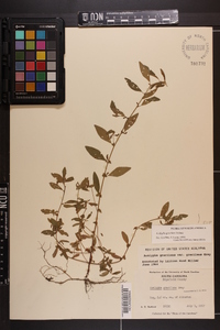 Acalypha gracilens image