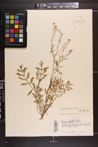 Rorippa sylvestris image