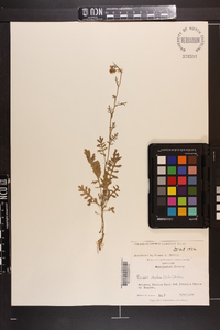 Rorippa sylvestris image