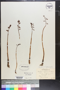 Epifagus virginiana image