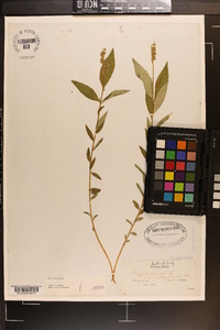 Polygala senega image