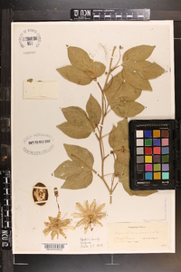 Passiflora incarnata image