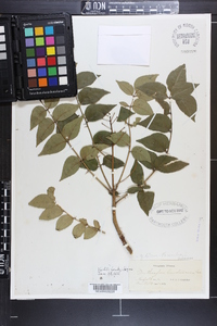 Zanthoxylum clava-herculis image