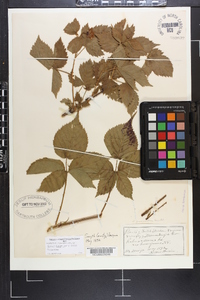 Rubus flagellaris image