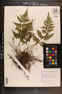 Macrothelypteris torresiana image