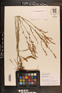 Rumex hastatulus image