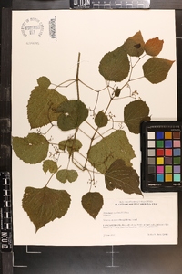 Ampelopsis cordata image