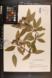 Viburnum cassinoides image