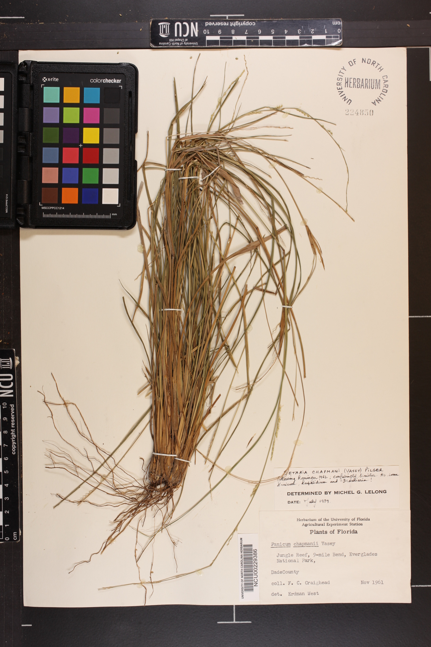 Setaria chapmanii image