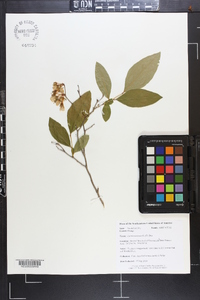 Lyonia mariana image