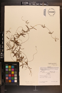 Galactia parvifolia image