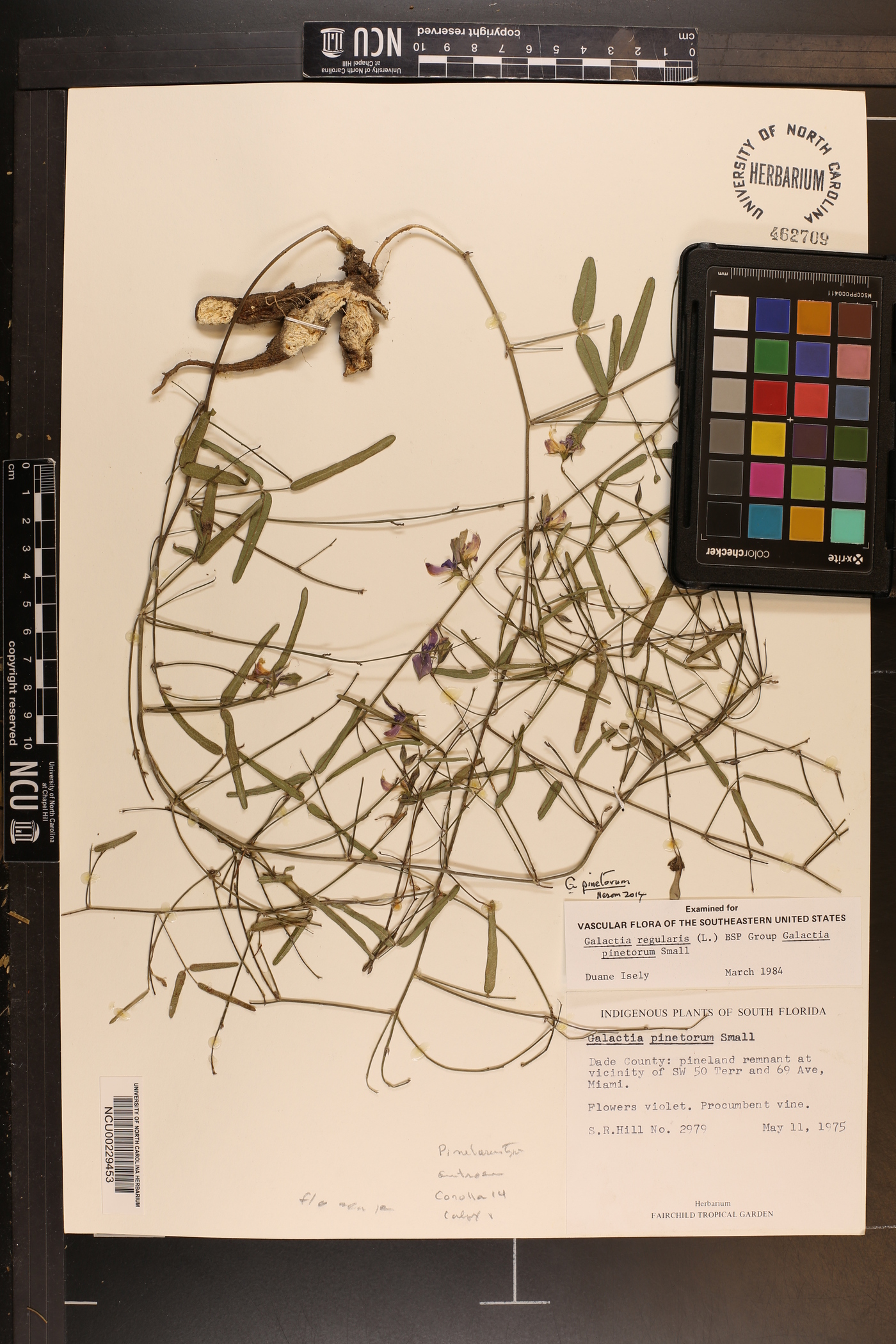 Galactia pinetorum image