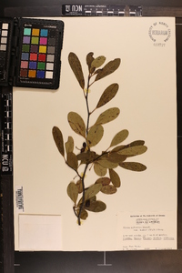 Nyssa sylvatica var. biflora image