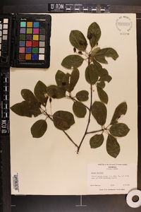 Nyssa sylvatica var. biflora image