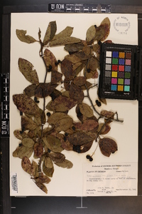 Nyssa sylvatica var. biflora image