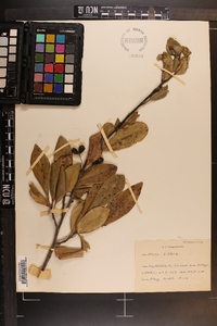 Nyssa sylvatica var. biflora image